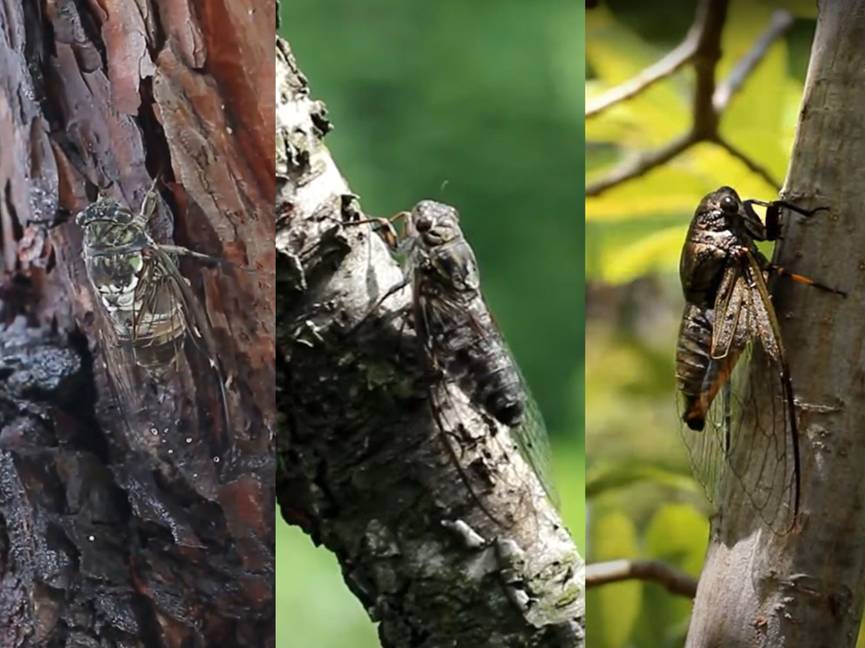 왼쪽부터 참매미, 애매미, 말매미 (사진 '한국매미' 유튜브 영상 캡처)/뉴스펭귄