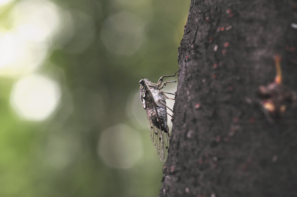 여름의 매미. 기사 본문과 관련 없는 이미지. (사진 클립아트코리아)/뉴스펭귄