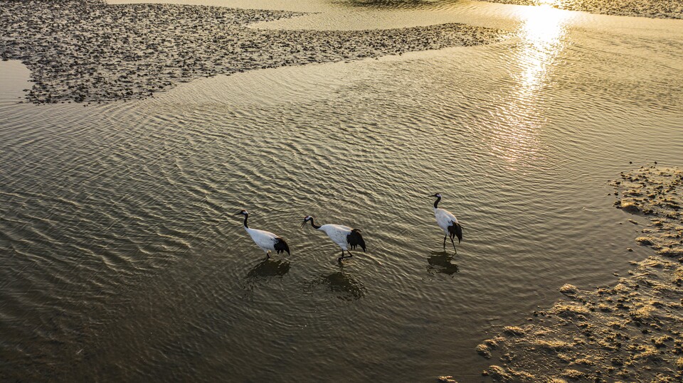 환경부 관계자는 임진강 군남댐 건설 당시 두루미 서식지 파괴 우려가 컸지만 대체서식지 조성과 먹이 주기등을 통해 댐 건설 전보다 개체수가 더 증가했다고 설명했다. 사진은 독자의 이해를 돕기 위한 이미지로 사진 속 장소 등은 기사 특정 내용과 관계 없음.(사진 클립아트코리아)/뉴스펭귄