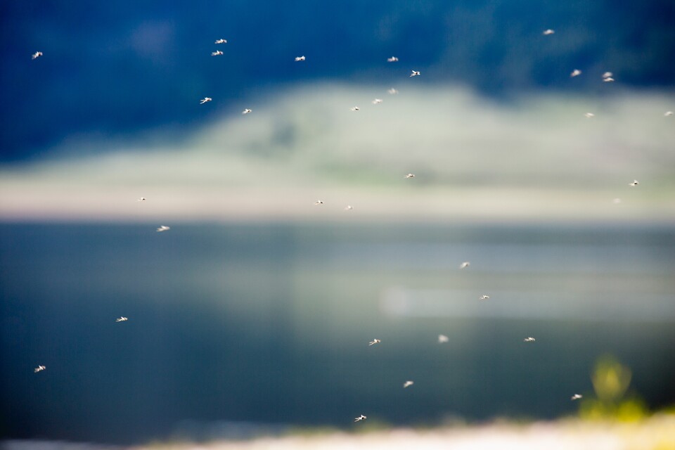 지난 6월 질병관리청은 전국에 말라리아 주의보를 발령하면서 서울 내 13개 구를 말라리아 위험 지역으로 선정했다. (사진 클립아트코리아)/뉴스펭귄