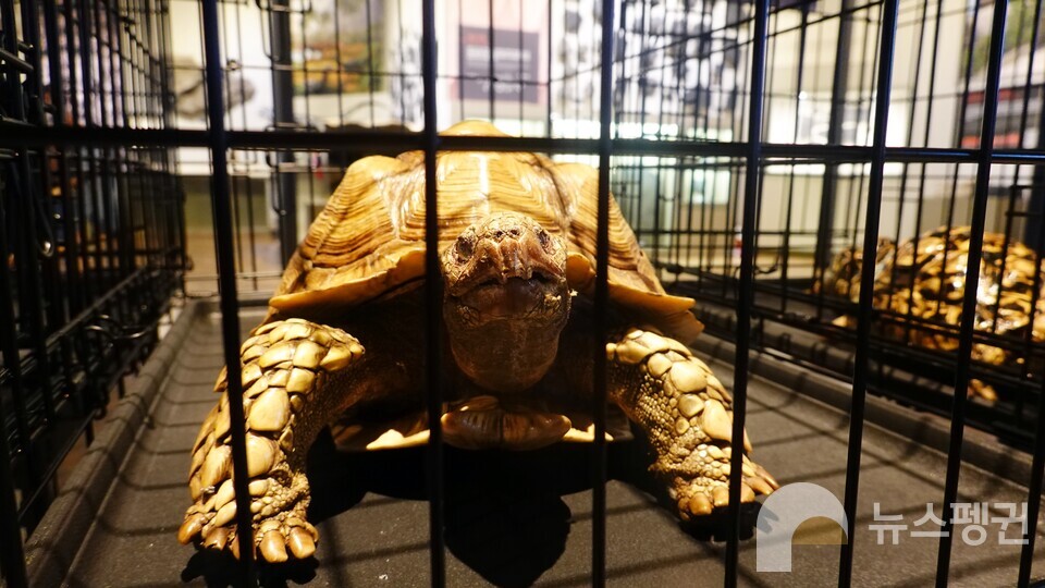 설가타육지거북 박제표본. (사진 국립중앙과학관 홍양기 연구사 제공)/뉴스펭귄