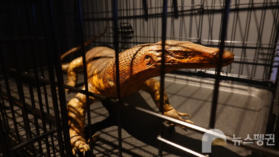 물왕도마뱀 박제표본. (사진 국립중앙과학관 홍양기 연구사 제공)/뉴스펭귄