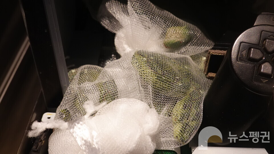 토카이게코가 게임 박스 안에서 발견된 적도 있다. 사진은 재연품. (사진 국립중앙과학관 홍양기 연구사 제공)/뉴스펭귄