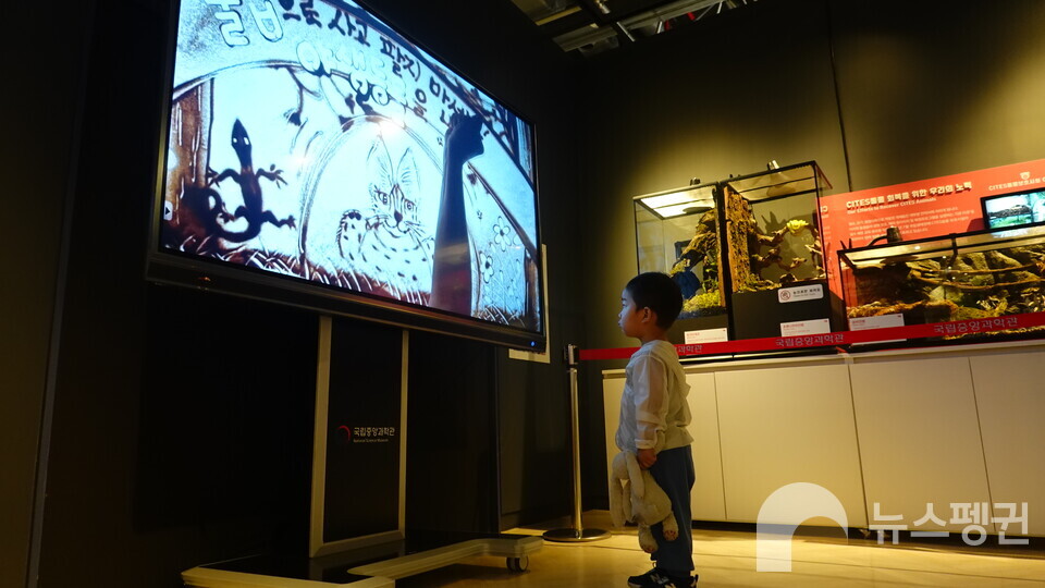 아이가 불법밀수를 다룬 샌드아트 영상을 보고 있다. (사진 국립중앙과학관 홍양기 연구사 제공)/뉴스펭귄
