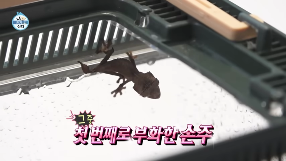 지난 9일 MBC 예능 프로그램 ‘나혼자산다’에 새끼 도마뱀이 등장했다. (사진 MBC 나혼자산다 캡처)/뉴스펭귄