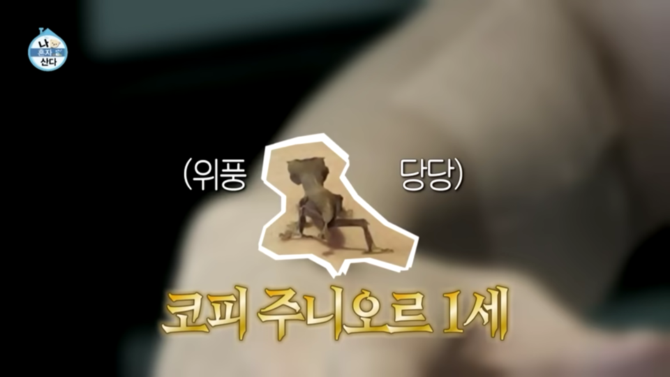 지난 9일 방송된 MBC '나혼자산다'에서 도마뱀이 사람 손에 올랐다. (사진 MBC 나혼자산다 캡쳐)/뉴스펭귄