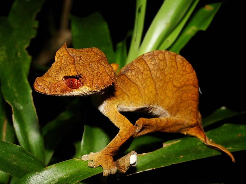 나뭇잎을 닮아 리프테일(leaf-tailed 나뭇잎 꼬리) 게코(gecko 도마뱀붙이)로 불리는 도마뱀 '에베나우이'. (학명: Uroplatus ebenaui) (사진 globalherping)/뉴스펭귄