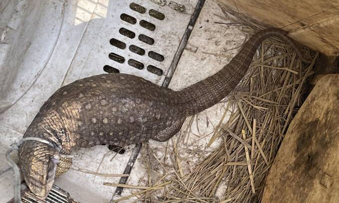 지난해 7월 경북 영주시는 이산면 휴천동 한 공장에서 60~70cm 크기의 사바나왕도마뱀을 포획했다. 일각에서는 누군가 키우다 유기했을 거라 주장했다. (사진 영주소방서)/뉴스펭귄