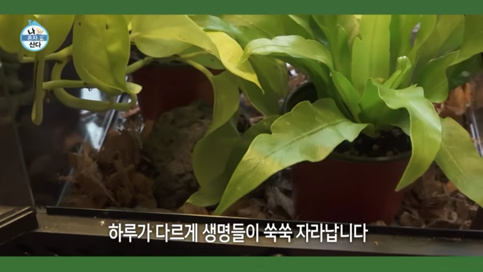지난 9일 방송된 MBC '나혼자산다'에서 개인 비바리움 사육장을 자연 친화적으로 묘사하고 있다. (사진 MBC 나혼자산다 캡처)/뉴스펭귄
