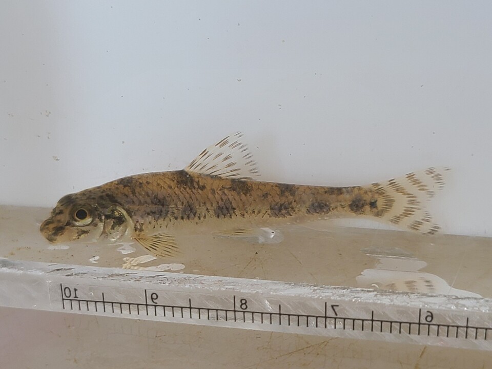 버들매치. (사진 물들이연구소 성무성 소장 제공)/뉴스펭귄