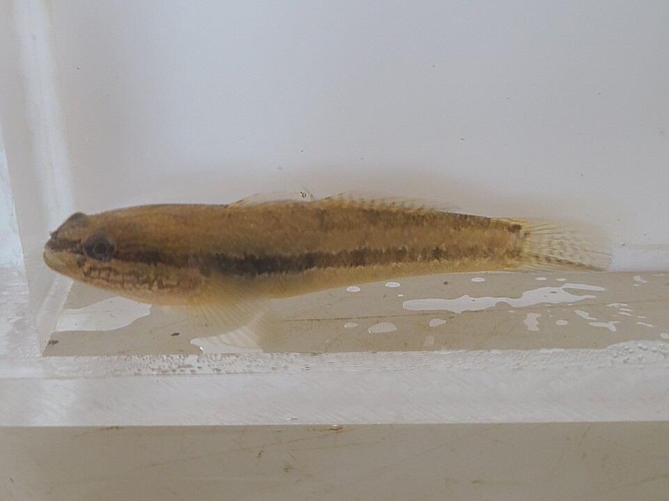 민물두줄망둑. (사진 물들이연구소 성무성 소장 제공)/뉴스펭귄