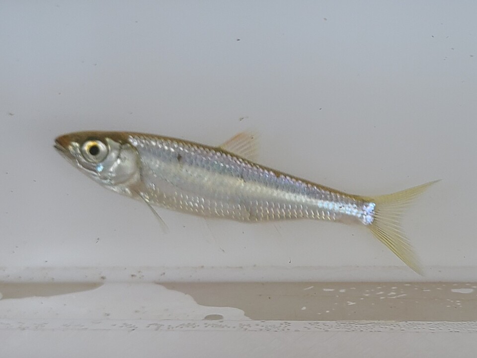 피라미. (사진 물들이연구소 성무성 소장 제공)/뉴스펭귄