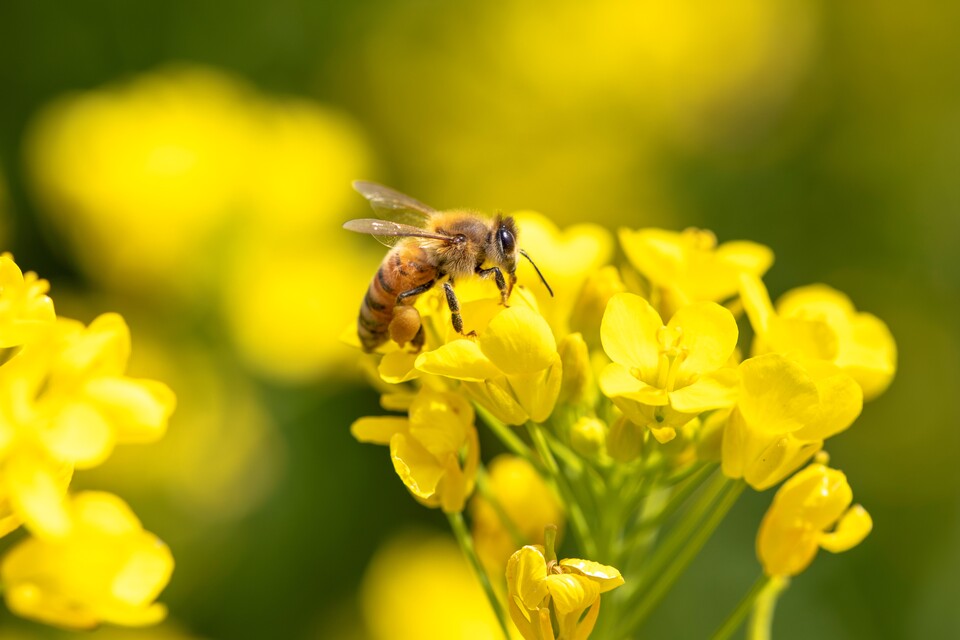 꿀벌은 꽃가루를 옮겨 식물의 번식을 돕는다. 꿀벌이 사라지면 생태계는 물론 인류에게도 큰 영향이 미칠 수 있다. (사진 클립아트코리아)/뉴스펭귄