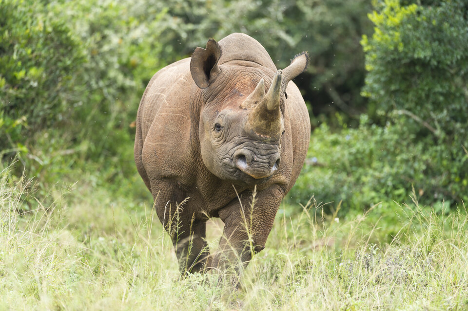 검은코뿔소는 덤불을 먹어치워 다른 동물이 먹이를 쉽게 구할 수 있게 만든다. (사진 Peter Chadwick, WWF)/뉴스펭귄