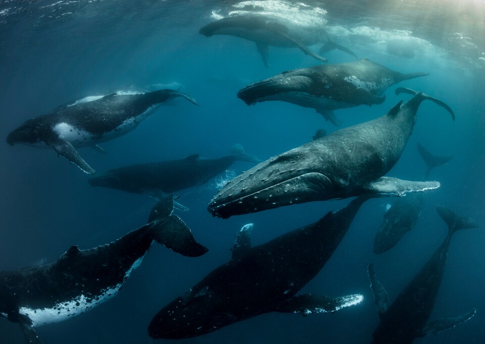 혹등고래는 평균 30톤의 탄소를 체내에 흡수한다. (사진 WWF Korea)/뉴스펭귄