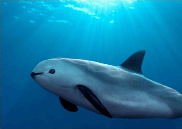 바키타 돌고래는 마치 미소를 짓고 있는 것처럼 보인다. 하지만 실제로는 웃을 일이 많지 않다. 불법 어망에 걸려 목숨을 잃는 경우가 많아서다. (사진 최우희 펭윙스 제공, 출처 dolphin discovery)/뉴스펭귄