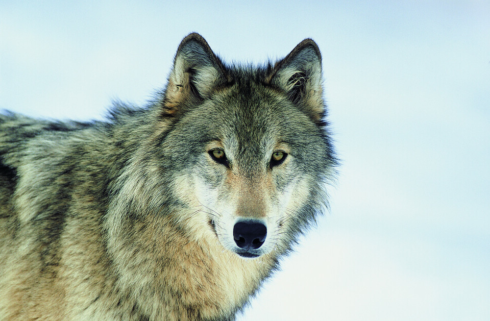 늑대와 같은 육식동물들은 초식동물을 잡아먹어 식물종이 사라지지 않게 개체수를 조절하여 생물다양성을 유지한다.(사진 클립아트코리아)/뉴스펭귄