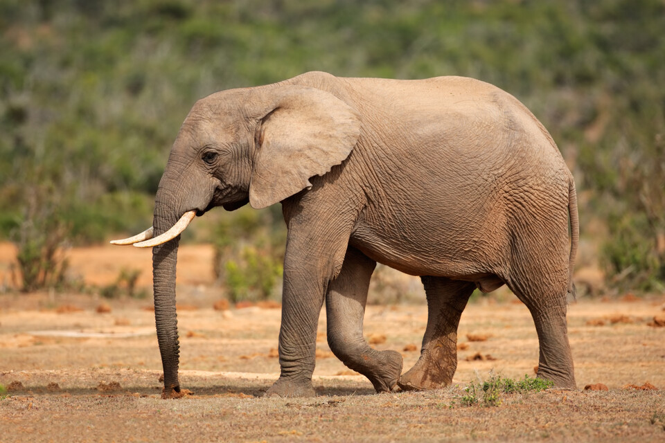 코끼리는 생태계 공학자로서 수풀지대를 파괴하여 작은 동물들의 서식처가 될 공간을 만들거나 이들의 활동 영역을 넓혀준다(사진 클립아트코리아) 뉴스펭귄 