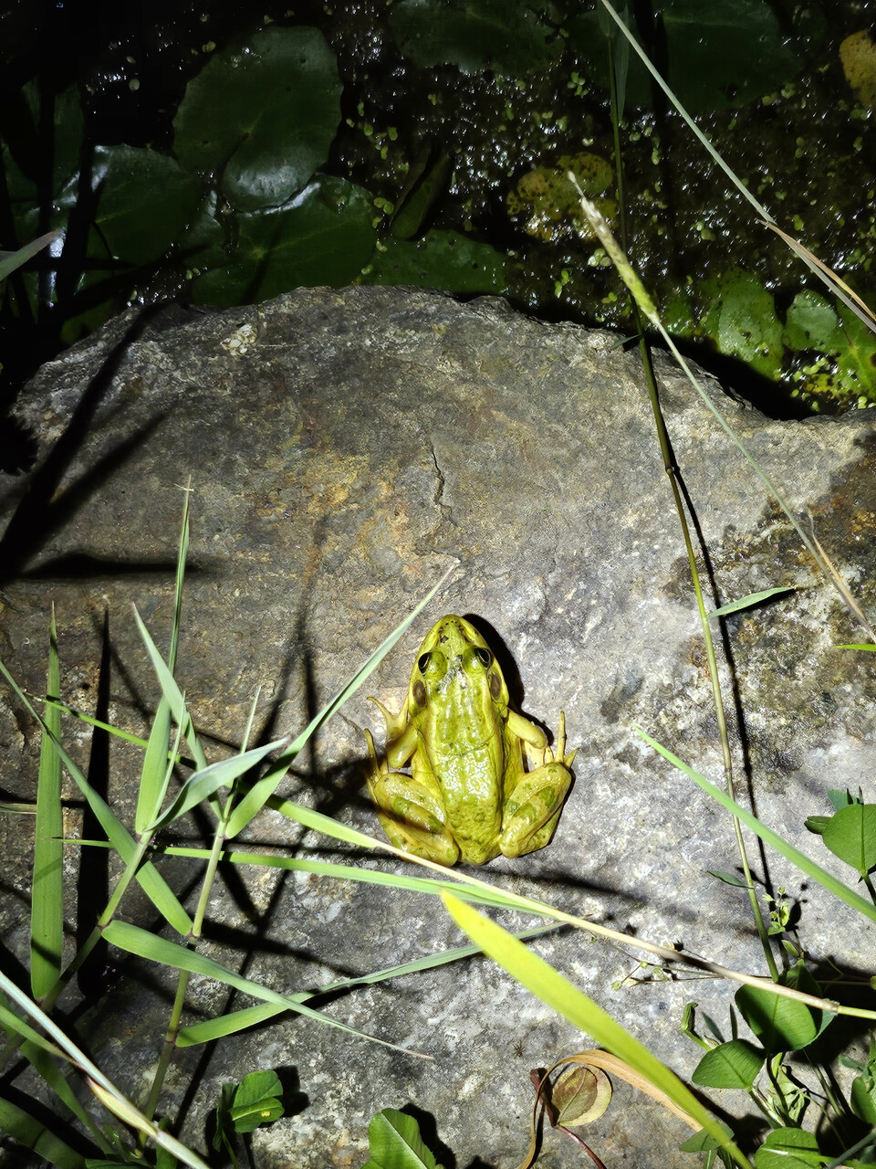 금개구리는  농수로, 배수로, 습지, 저수지 등 수초가 무성한 곳에 산다.과거 농경지가 많던 당시에는 금개구리를 쉽게 볼 수 있었다. 그러나 농경지 개발을 필두로 수질오염, 외래종(황소개구리) 침입 등의 이유로 멸종위기에 내몰렸다.(사진 국립생태원)/뉴스펭귄