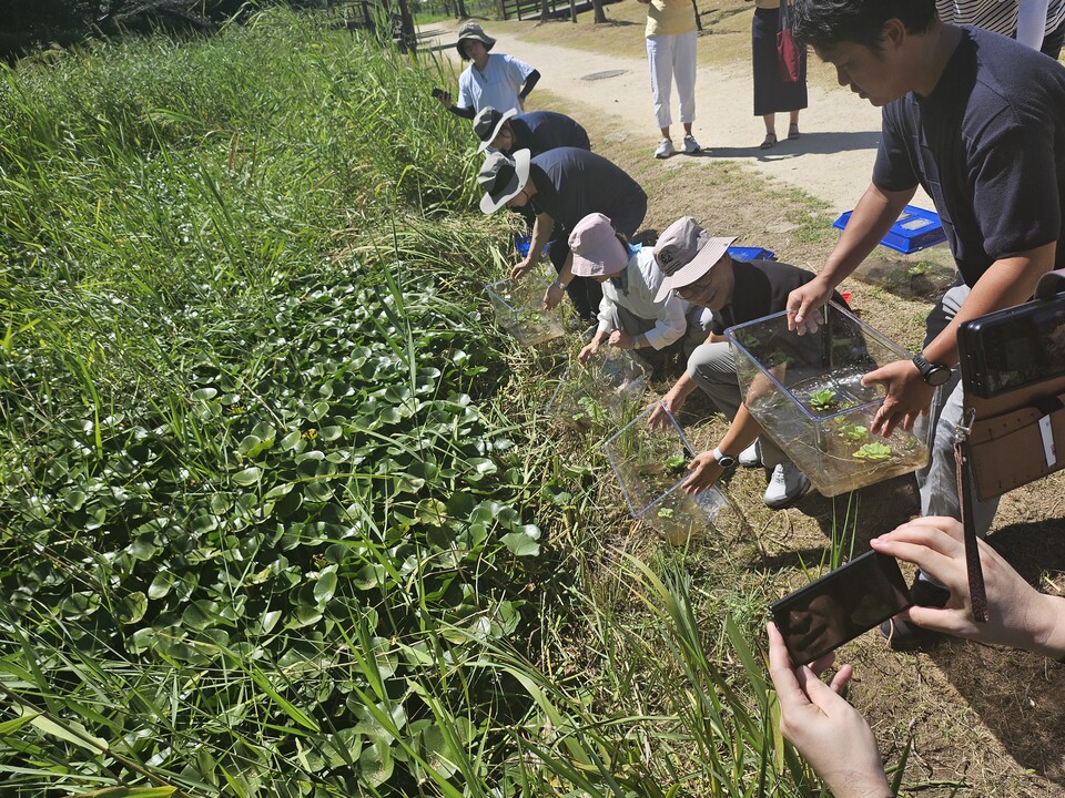 시흥 옥구공원에 금개구리를 방사하는 모습(사진 국립생태원)/뉴스펭귄 