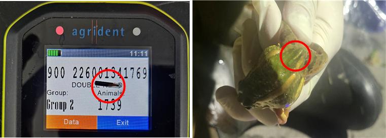 무선개체식별장치(PIT tag). 국립생태원은 각 개구리 개체마다 이 장치를 삽입해 이들이 자리 잡을 수 있도록 모니터링할 계획이다.(사진 국립생태원)/뉴스펭귄