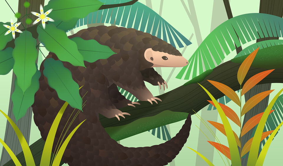 천산갑은 개미나 흰개미를 먹고 사는 고양이 크기의 야행성 포유동물로 인간에 의해 가장 많이 포획되는 동물 가운데 하나다. 일러스트는 독자 이해를 돕기 위한 이미지로 기사 특정 내용과 관계없음. (사진 클립아트코리아)/뉴스펭귄