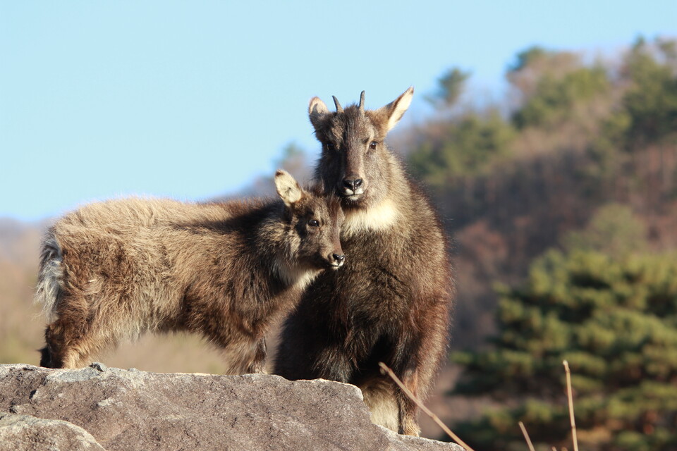 환경부가 기후대응댐 건설 계획을 발표한 가운데, 강원도 양구군은  산양과 사향노루가 큰 피해를 입을 수 있다는 이유로 반대 의사를 밝혔다.(사진 양구 산양·사향노루 센터)/뉴스펭귄