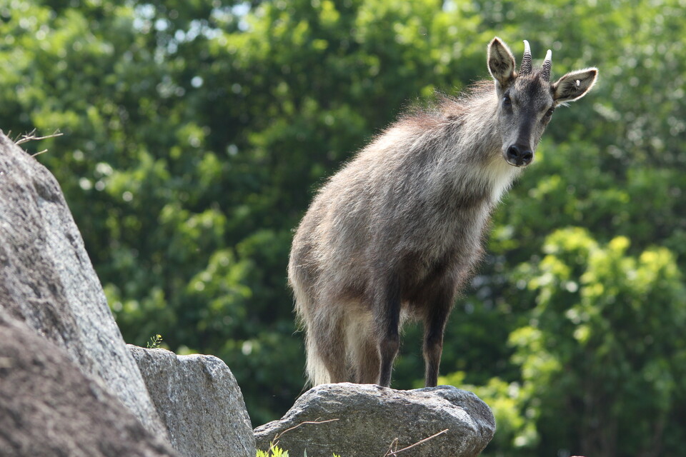 댐이 들어설 곳으로 예상되는 양구 두타연 계곡을 비롯한 수입천 일대는 국내 최대 산양 서식지이다. (사진 양구 산양·사향노루 센터)/뉴스펭귄
