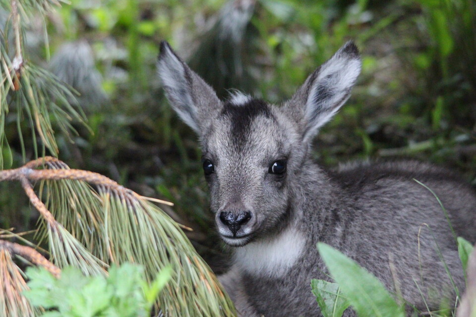 사향노루. 이들이 가진 사향주머니는 고급약재와 향수 원료로 쓰여 사람들에게 무차별적으로 남획됐다. 현재 전국에서 확인되는 사향노루는 50여 마리 밖에 안된다. (사진 양구 산양·사향노루 센터)/뉴스펭귄 