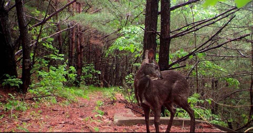 모니터링 도중 카메라에 나타난 사향노루 수컷. 긴 송곳니가 돋보인다. (사진 양구 산양·사향노루 센터)/뉴스펭귄
