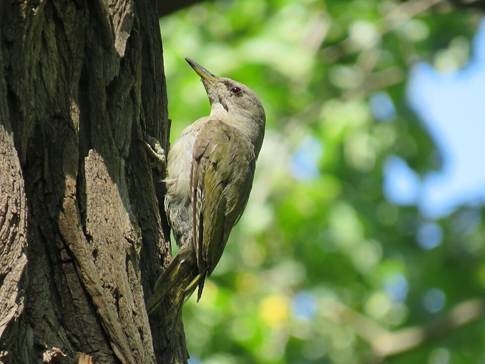 청딱따구리 암컷. (사진 위키피디아 - Lyudmyla Larioshyna)/뉴스펭귄