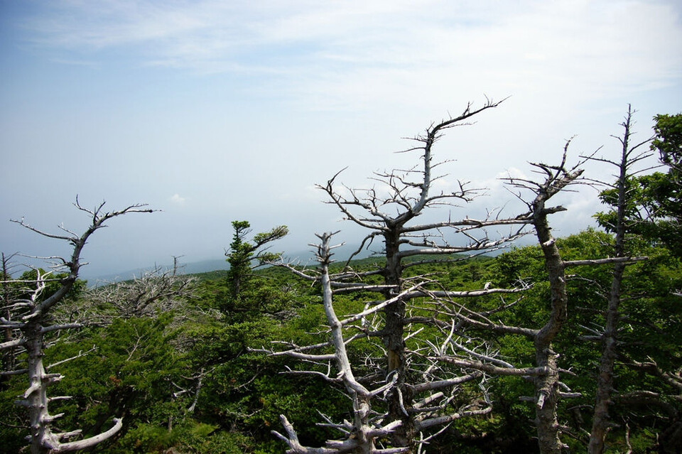우리나라 고유종이기도 한 구상나무로 이뤄진 숲이 지난 100년 동안 한라산에서 절반 가까이 준 것으로 나타났다. (사진 클립아트코리아)/뉴스펭귄
