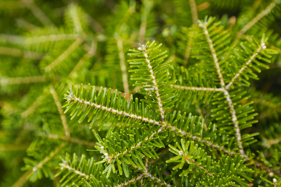 전 세계에서 크리스마스 트리로 사랑받고 있는 구상나무는 우리나라 높은 산에서만 자생하는 고유종이다. (사진 클립아트코리아)/뉴스펭귄
