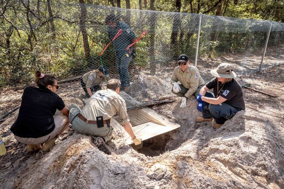 울타리 아래 땅을 파내고 거북 터널을 설치하는 WWF. (사진 호주 WWF)/뉴스펭귄