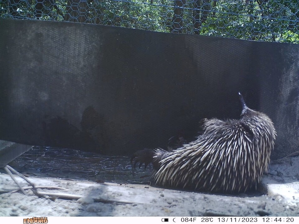 거북 터널에서 목욕하는 바늘두더지. (사진 호주 WWF)/뉴스펭귄
