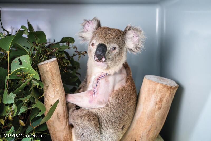 야생동물병원 RSPCA 퀸즈랜드에서 치료를 받고 있는 코알라 토르. 그린피스는 "산림벌채를 비롯한 인간 활동으로 인해 때문에 코알라, 쿠카부라, 주머니쥐 등 기타 토종 동물들이 계속해서 병원에 들어오고 있다"고 밝혔다. (사진 그린피스 홈페이지)/뉴스펭귄