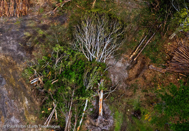 호즈 퀸즈랜드주 선샤인 코스트의 테완틴에서 주택 배발을 위해 개간하는 모습, 그린피스는 이곳이 코알라 서식지라고 설명했다. (사진 그린피스 홈페이지)/뉴스펭귄