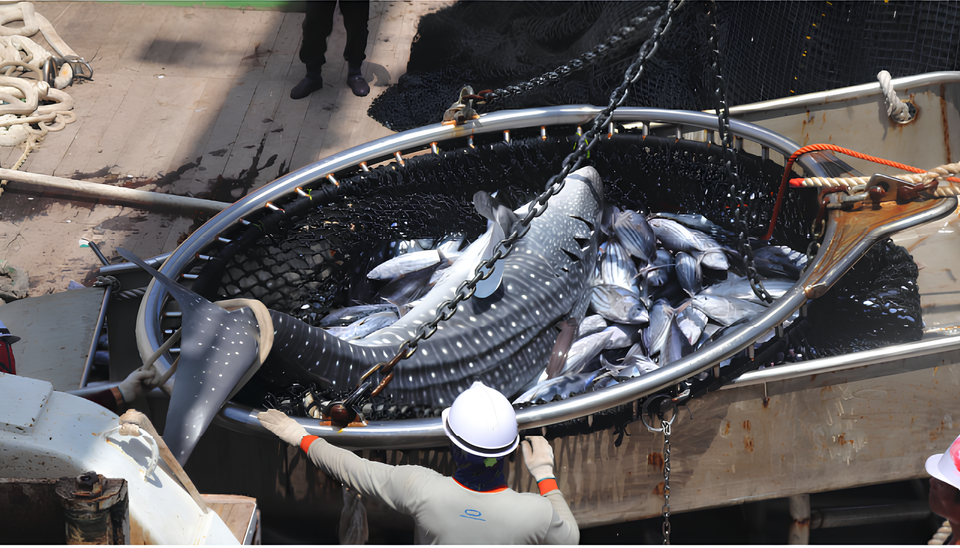 김민수 전직 항해사는 원양어선에서 해해지는 폐어구 불법 투기, 혼획으로 인한 고래 폐사 현장을 영상으로 기록해 방송사에 제보했다. (사진 김민수)/뉴스펭귄