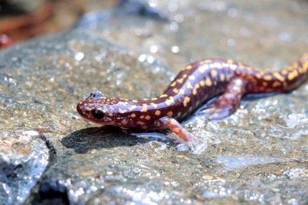 양산꼬리치레도롱뇽 (사진 경남양서류네트워크)/뉴스펭귄