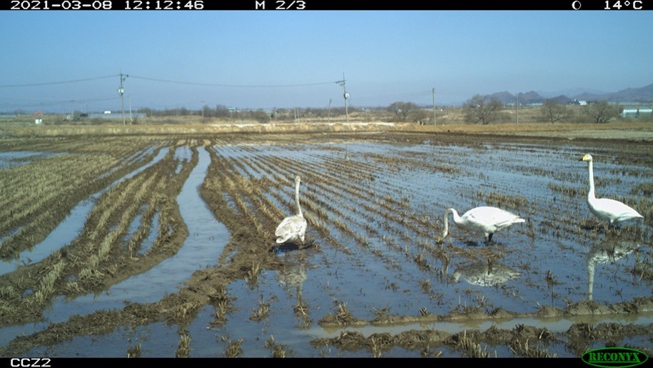 두루미를 위해 물을 댄 논에 고니가 찾아온 모습. (사진 최명애 연세대 문화인류학과 교수)/뉴스펭귄