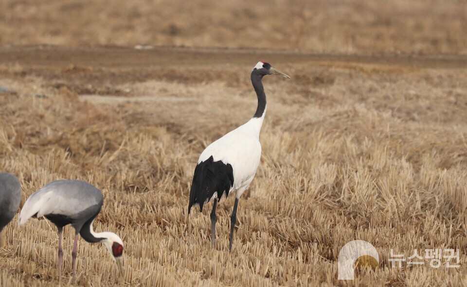 왼쪽부터 철원에서 월동하는 재두루미와 두루미. (사진 본사 DB)/뉴스펭귄