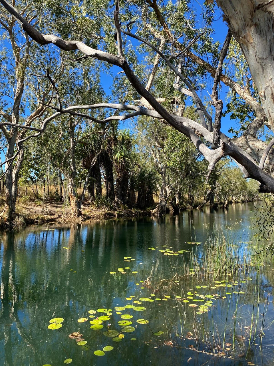 이곳은 구단지 부족에게 아주 성스러운 장소다. 구단지 부족은 이곳에서 조상을 기억하고 기린다. (사진 Rikki Dank 제공)/뉴스펭귄