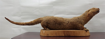 멸종된 일본 수달의 박제 표본. (출처 고치 현립의 이치 동물 공원)/뉴스펭귄