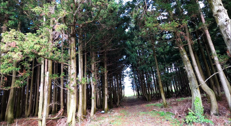 공사 전 비자림로 (사진 이강운 대기자)/뉴스펭귄