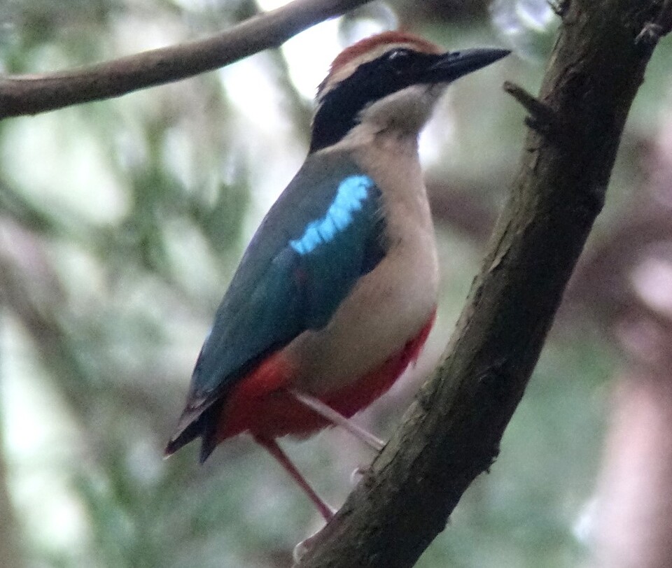 멸종위기종 팔색조 (사진 나일 무어스 제공)/뉴스펭귄