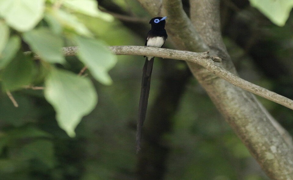 멸종위기종 긴꼬리딱새 (사진 하정문 제공)/뉴스펭귄
