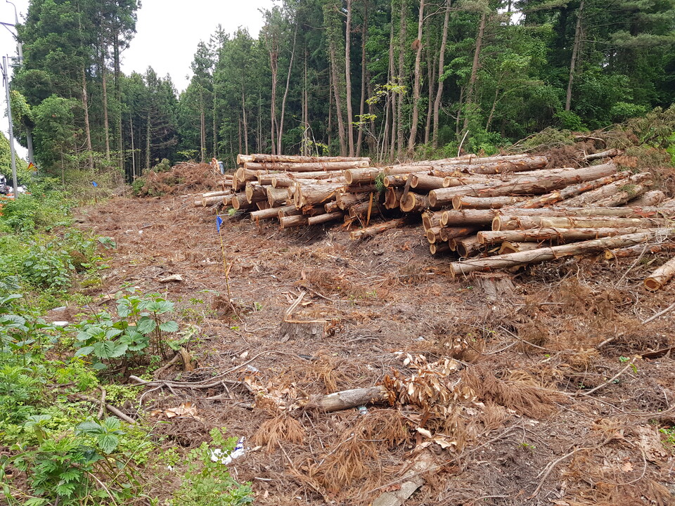 공사 중인 비자림로 (사진 이강운 대기자)/뉴스펭귄