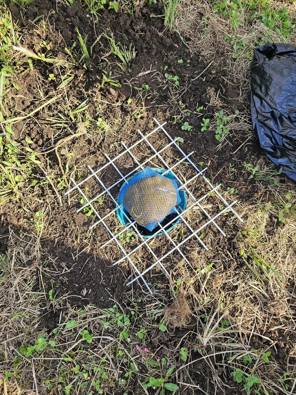 애기뿔소똥구리 Pit-fall trap (사진 이강운 대기자)/뉴스펭귄