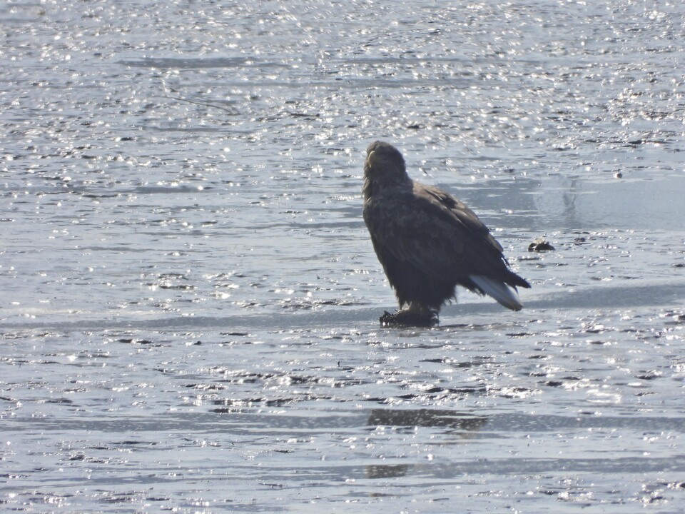 리버버스 예정 노선인 한강 옥수동 일대에서 발견된 멸종위기종 흰꼬리수리. (사진 서울 철새보호구역 시민조사단 - 임계훈)/뉴스펭귄