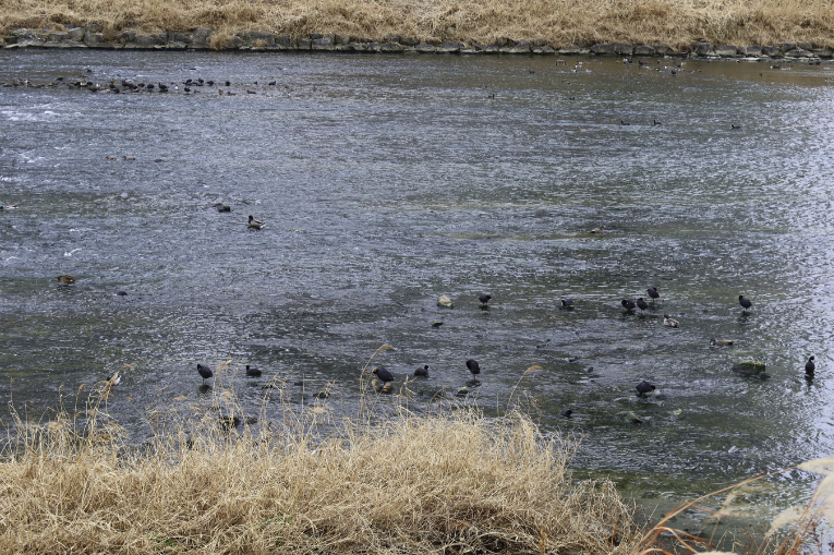 중랑천 철새보호구역의 원앙. (사진 서울환경연합)/뉴스펭귄